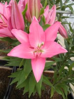 [1805 Lexus No01.JPG]